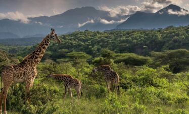 The Kenya – Arusha Geotour