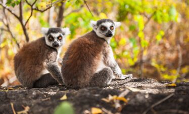Lemur and Wildlife Watching