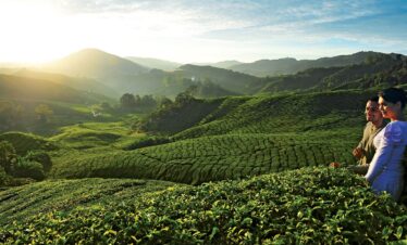 Penang – Cameron Highland Tour