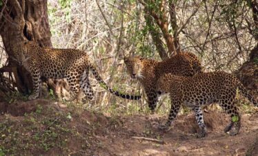 Sri Lanka – The Wild Side